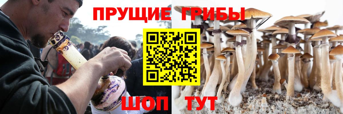 Псилоцибиновые грибы GOLDEN TEACHER Тосно